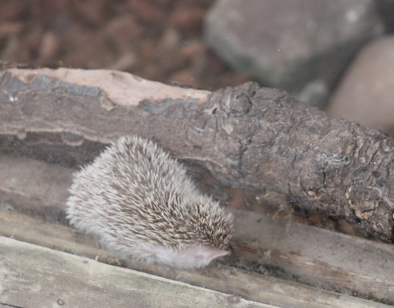 Lesser hedgehog tenrec