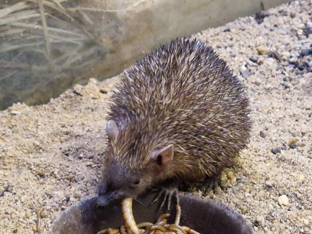 Lesser Hedgehog Tenrec