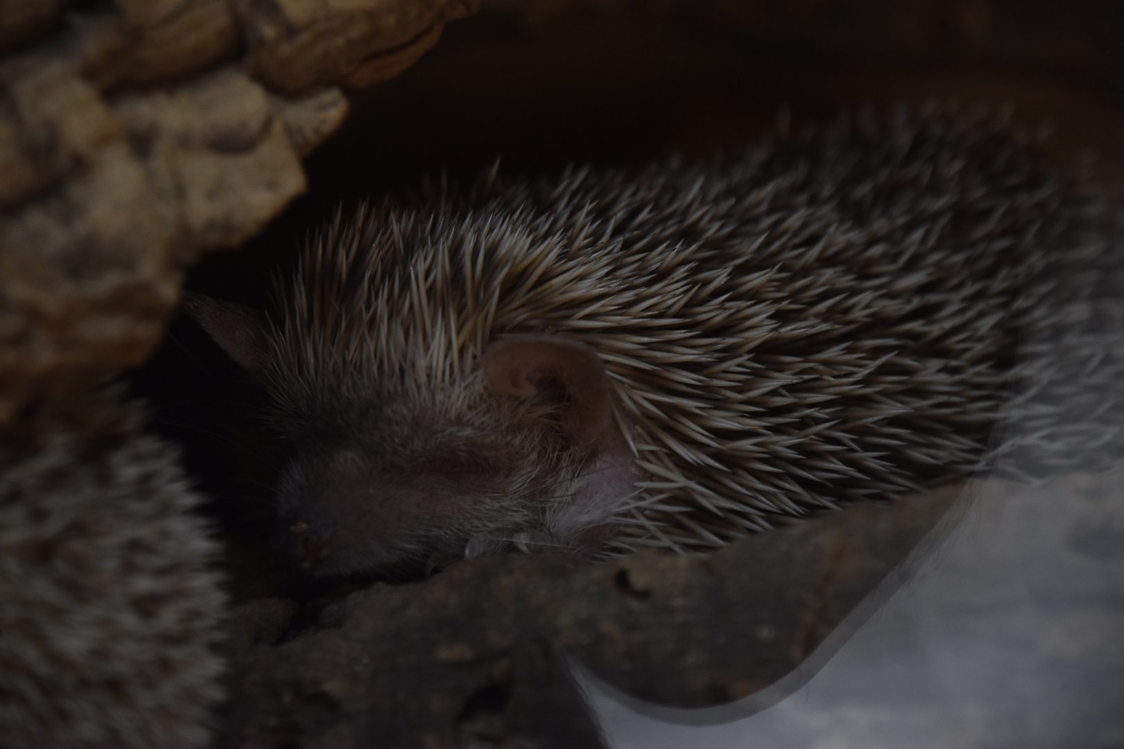 Lesser hedgehog tenrec