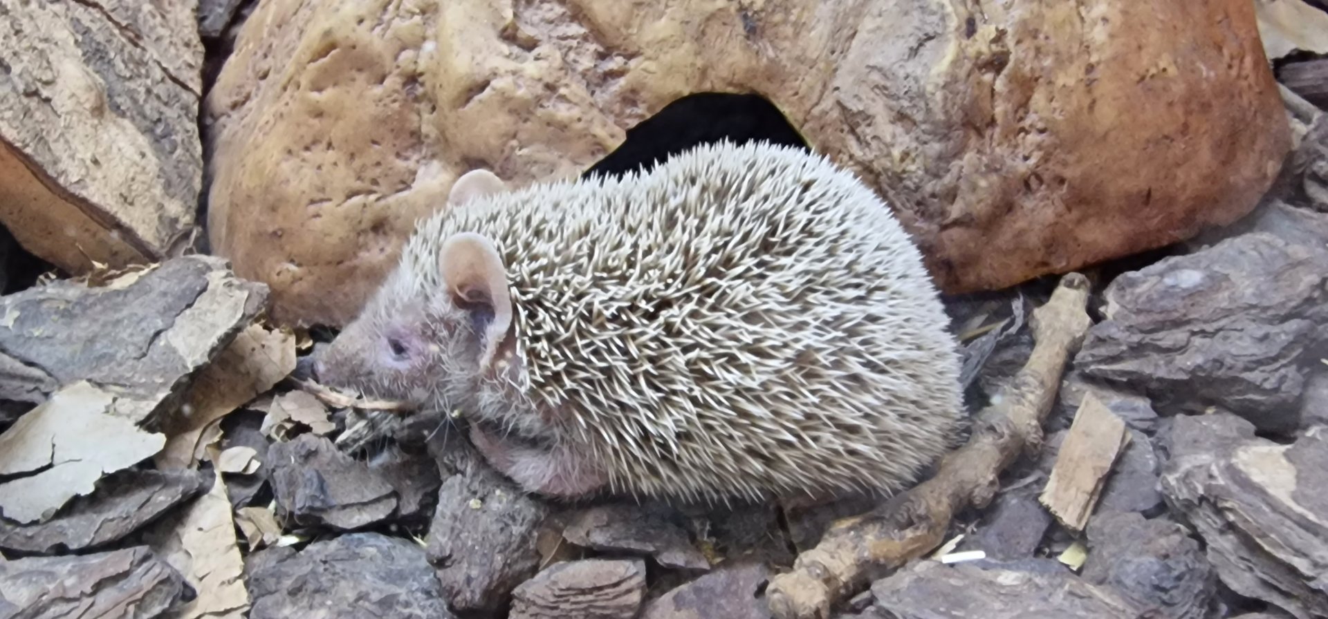 Lesser hedgehog tenrec