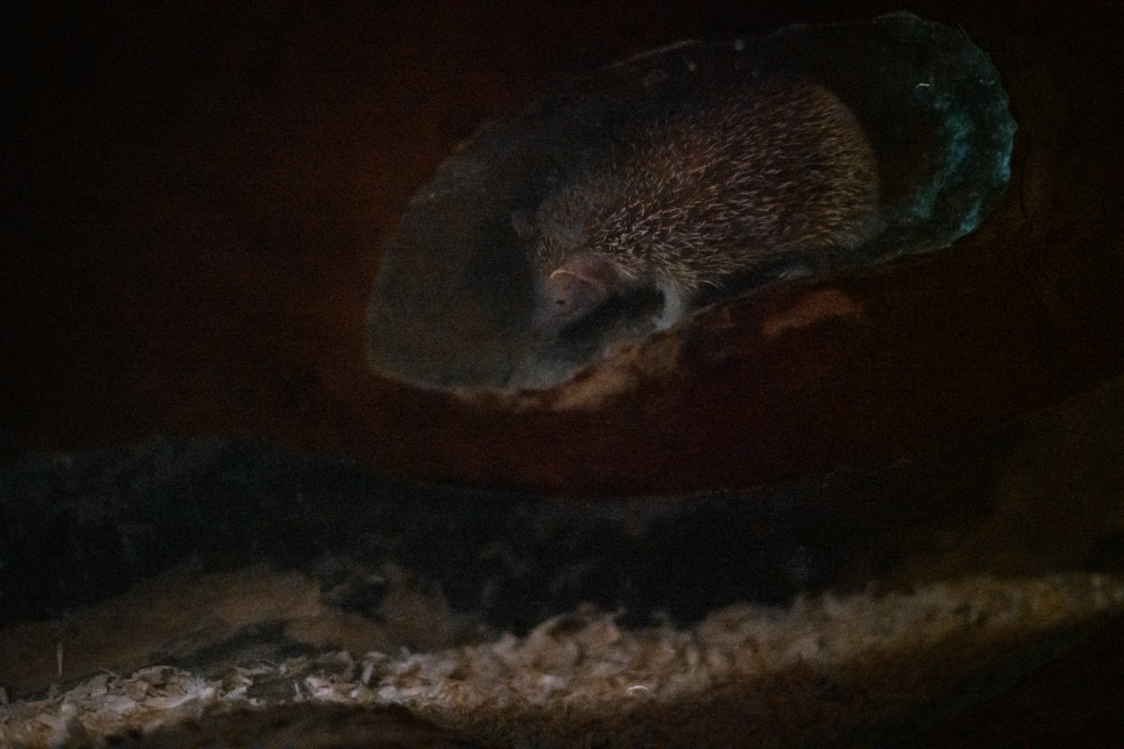 Lesser Hedgehog Tenrec