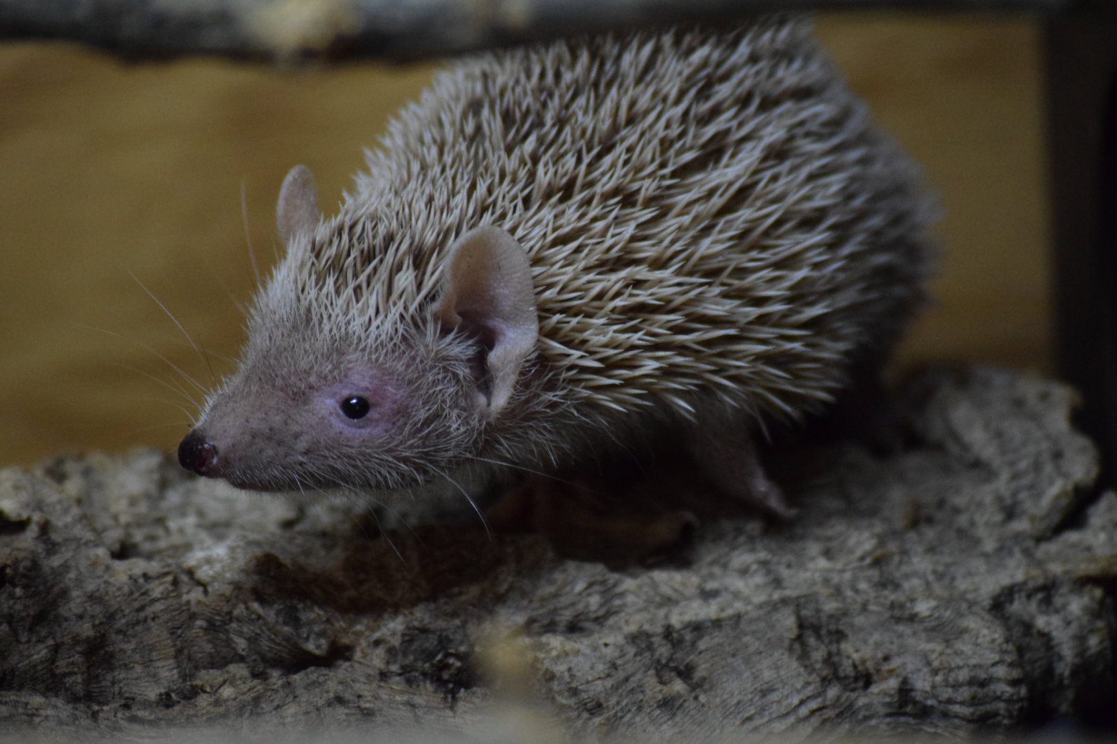 Lesser hedgehog tenrec