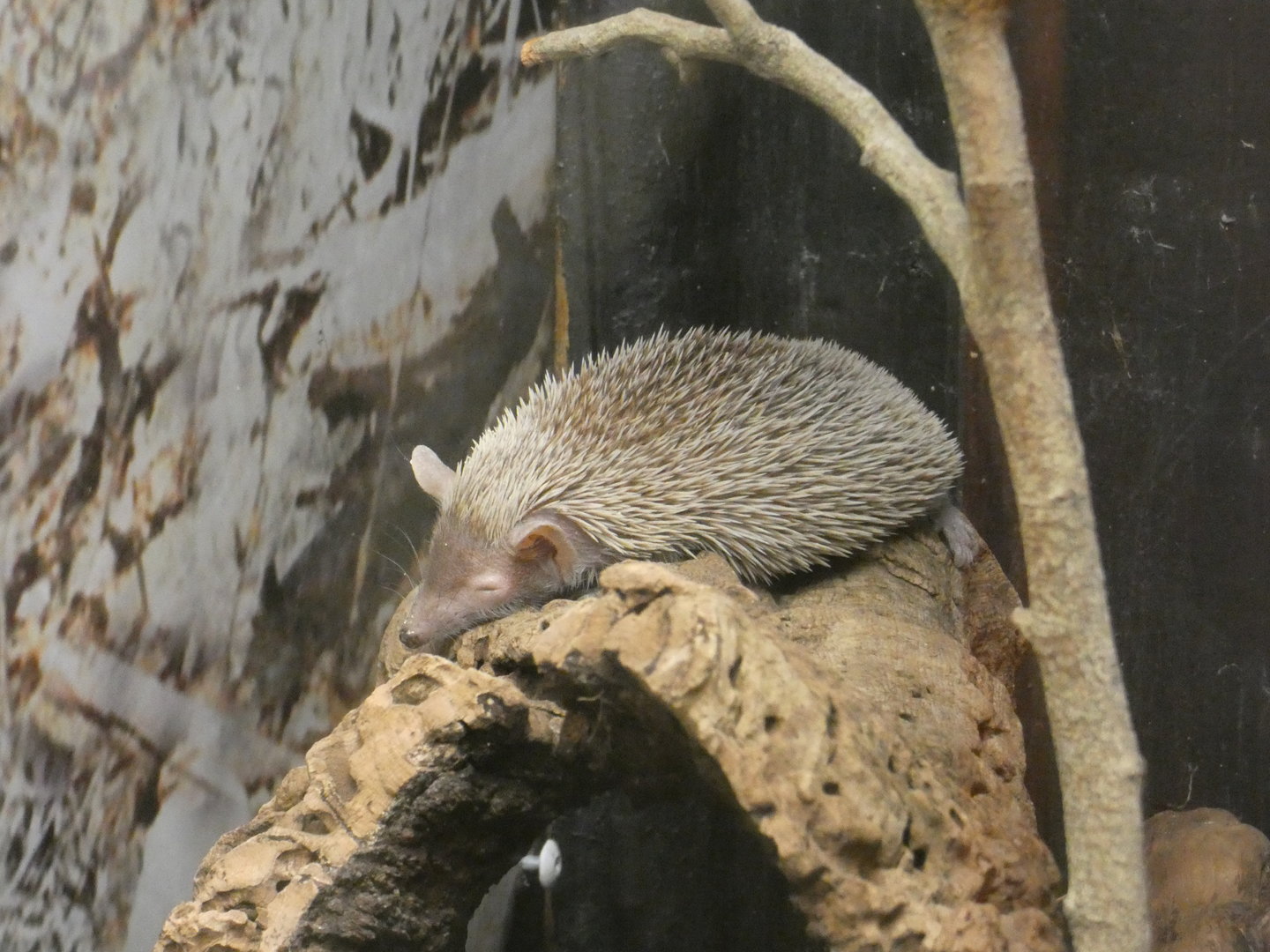 Lesser hedgehog tenrec