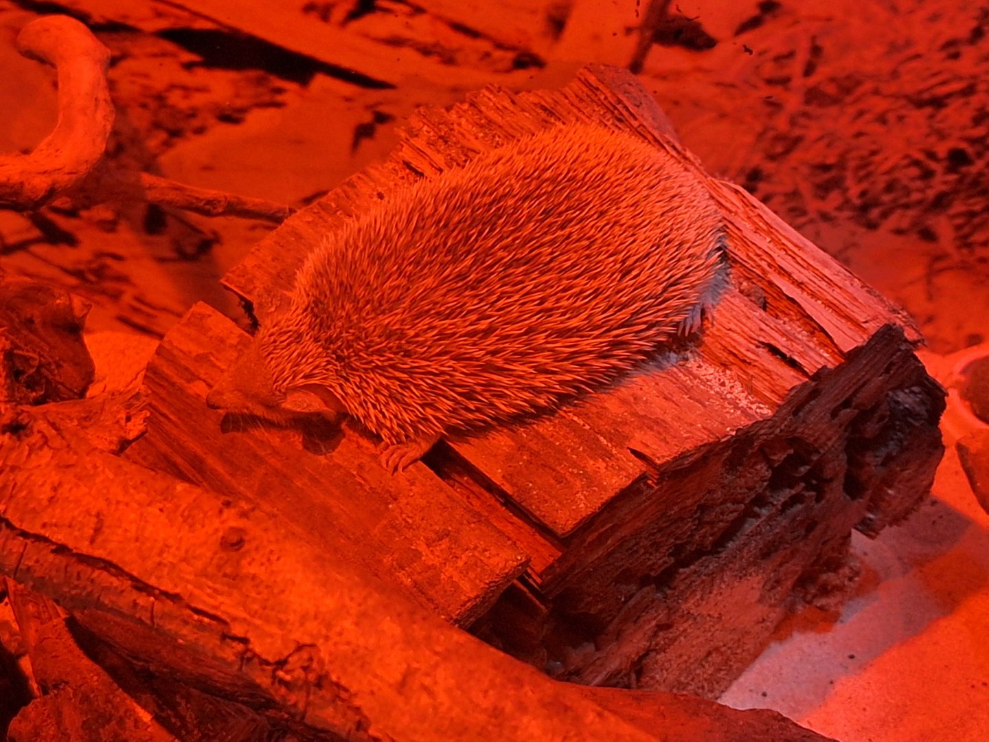 Lesser Hedgehog Tenrec