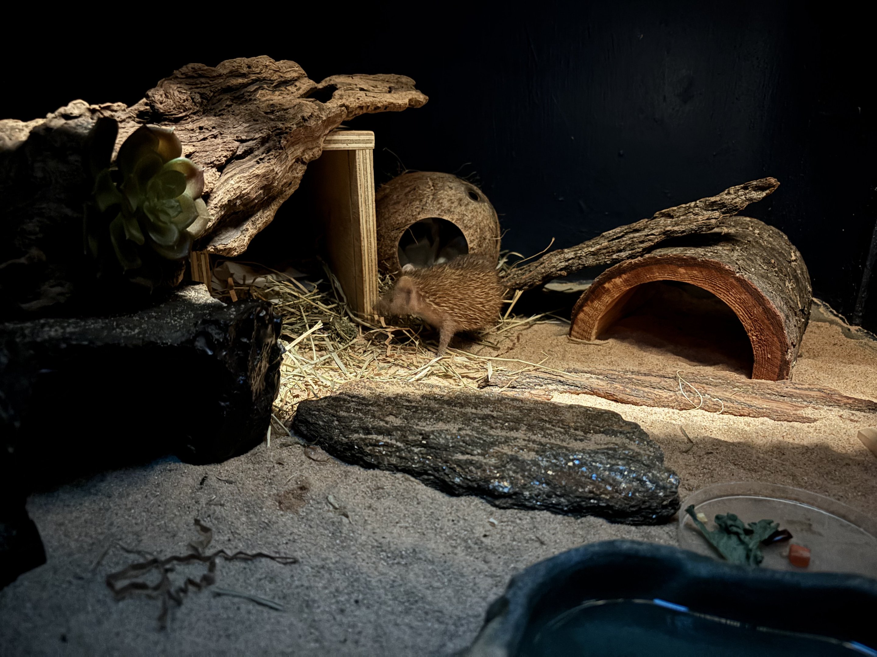 Lesser Hedgehog Tenrec