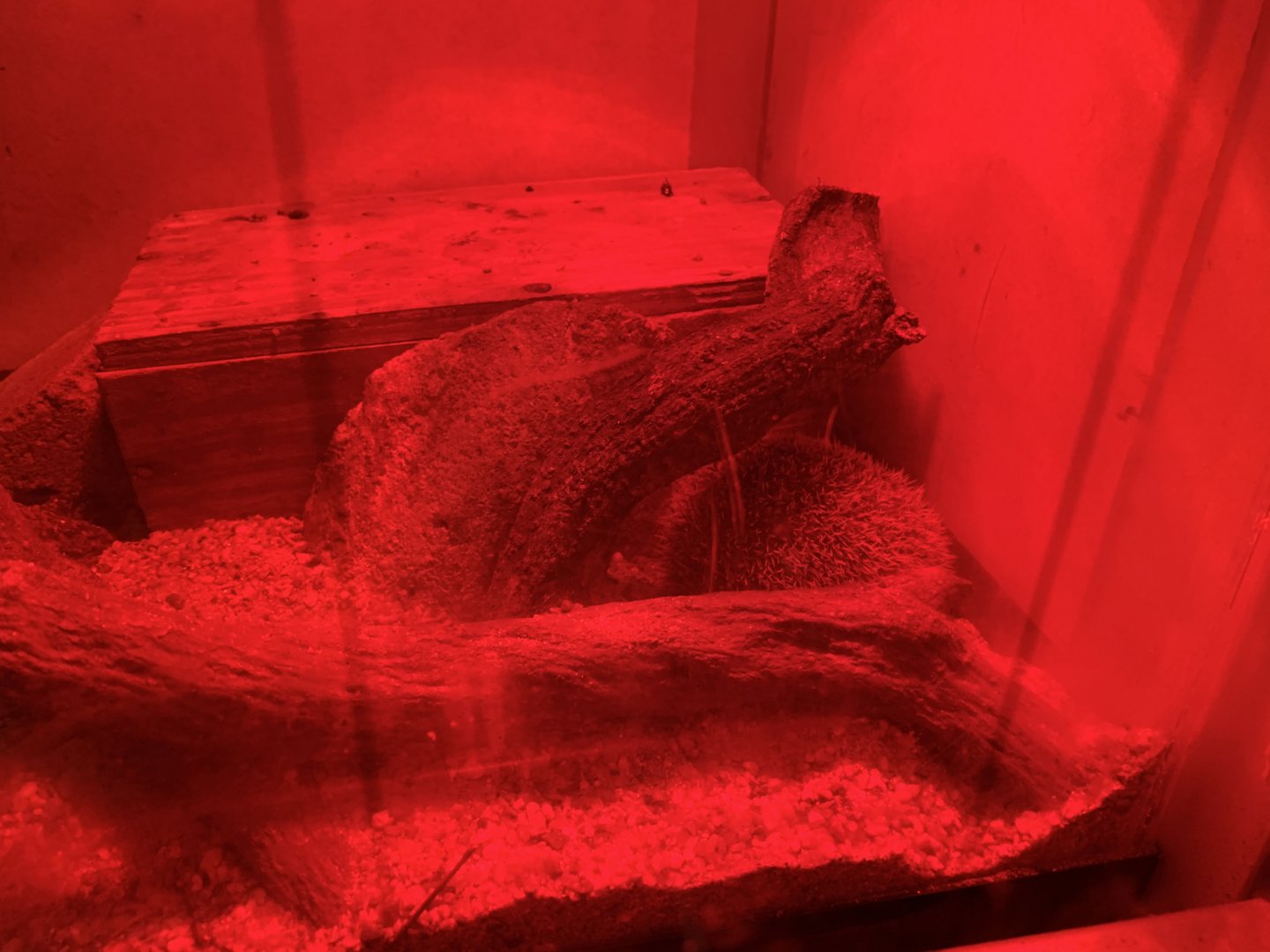 Lesser Hedgehog Tenrec