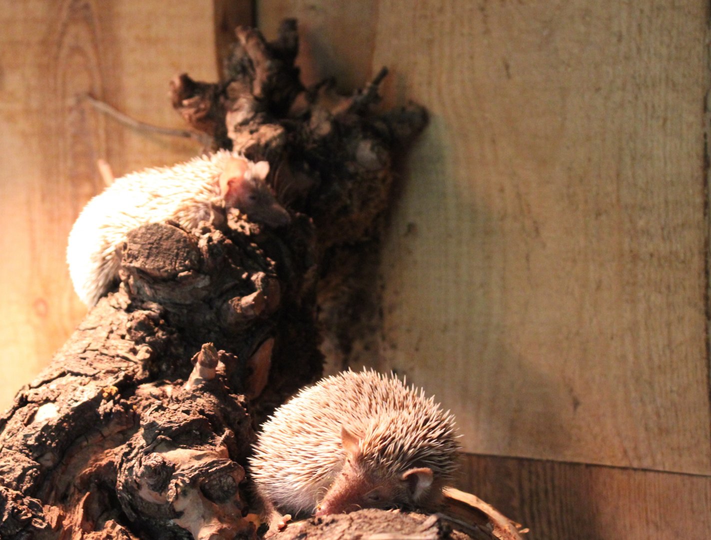 Lesser hedghog tenrecs