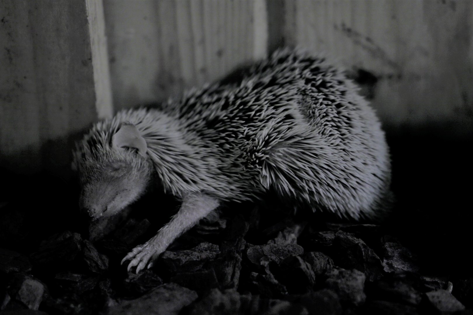 Lesser Hegdehog Tenrec (Echinops telfairi)