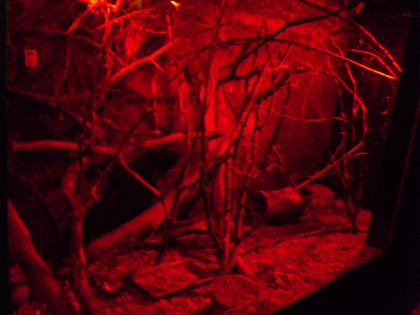 Lesser Hegdehog-tenrec Exhibit - 12/10/2011