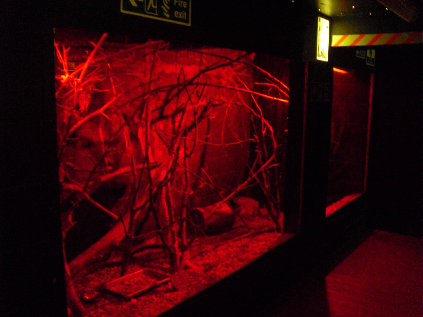 Lesser Hegdehog-tenrec Exhibit - 12/10/2011