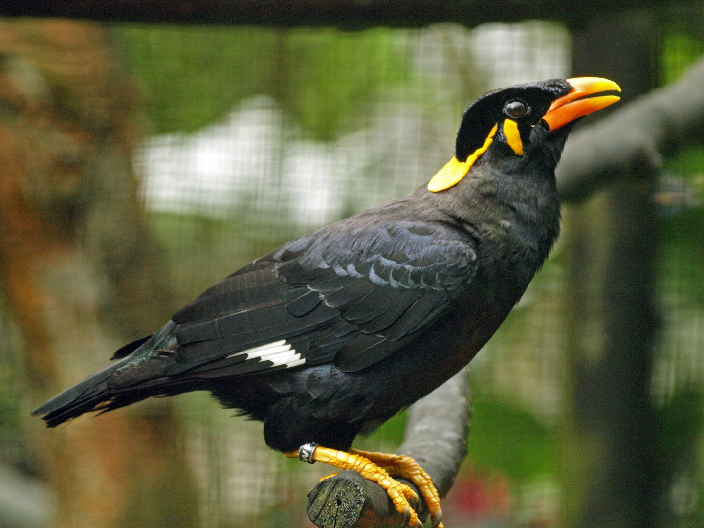 Lesser hill myna