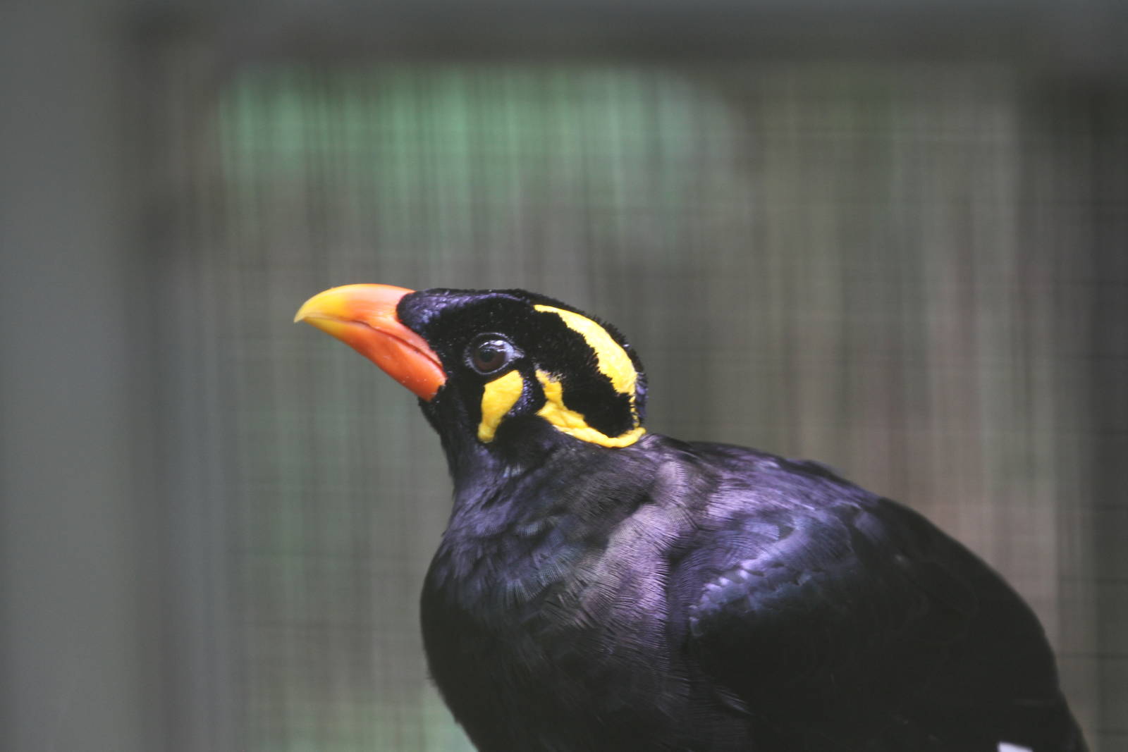 Lesser Hill Mynah?