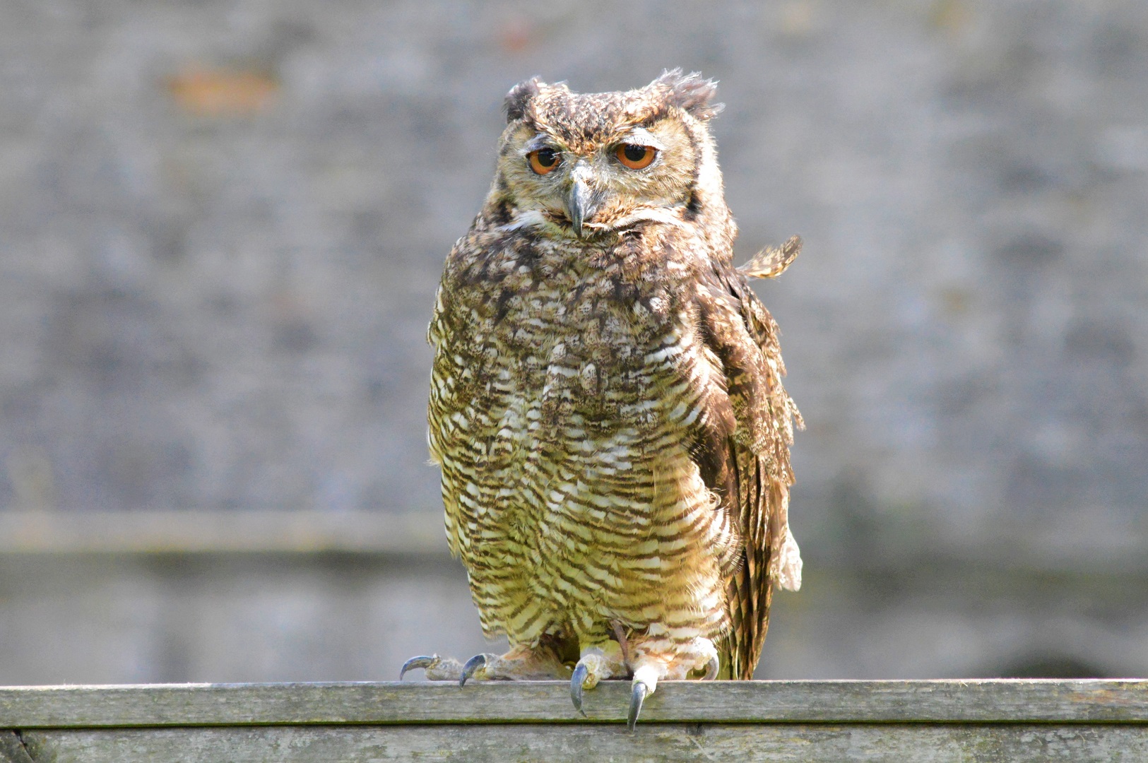 Lesser horned owl (Bubo magellanicus)