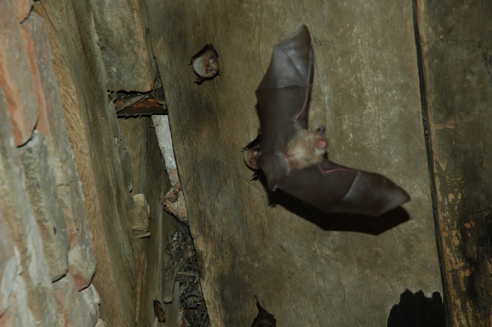Lesser Horseshoe Bat (Rhinolophus hipposideros)