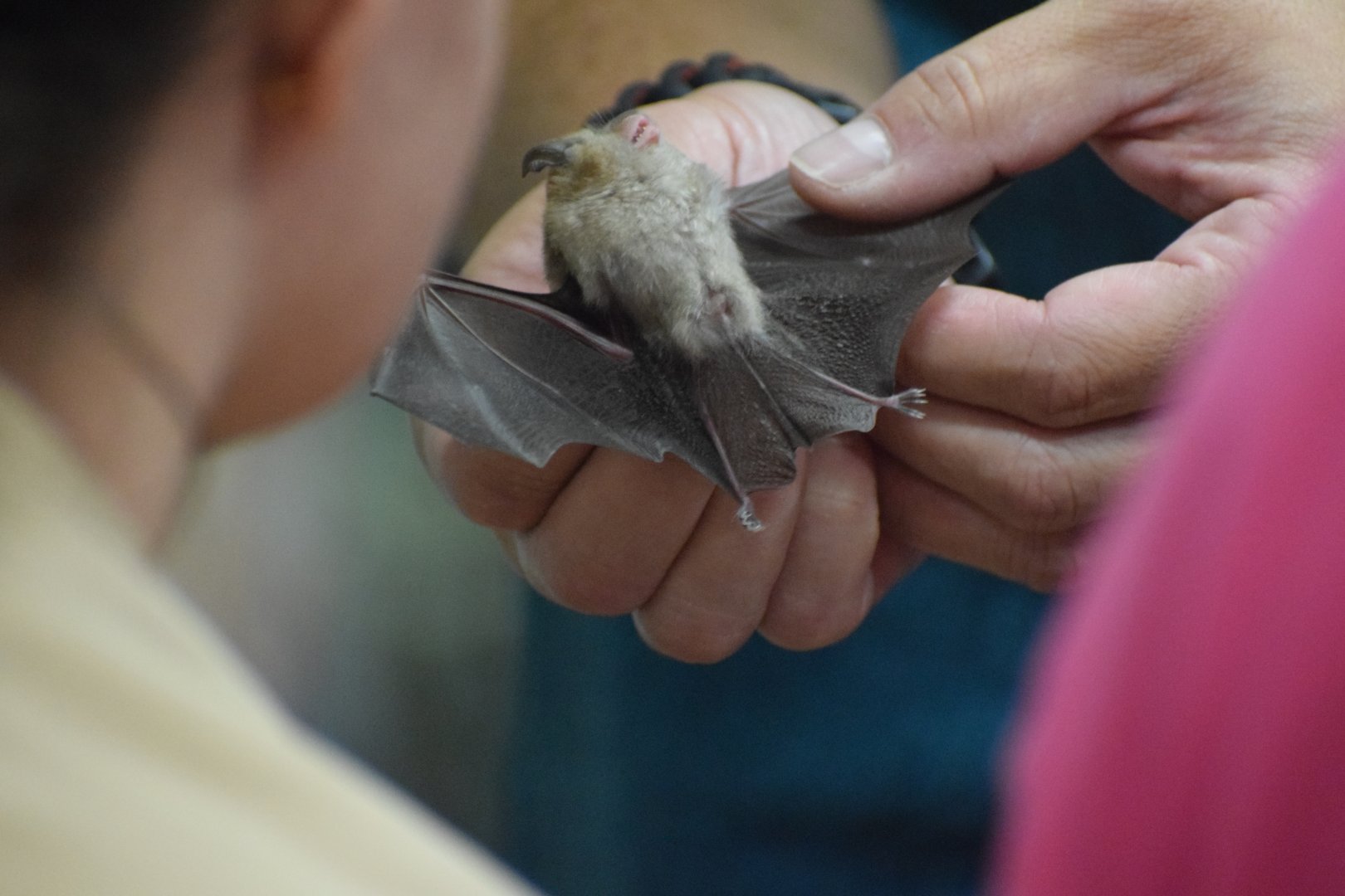 Lesser horseshoe bat - special event (Night with bats)