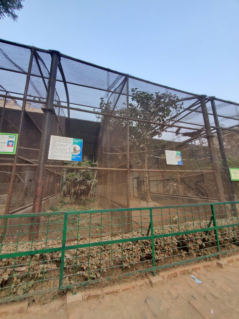 Lesser Indian Hornbill Exhibit + Great Argus Exhibit - January 2023