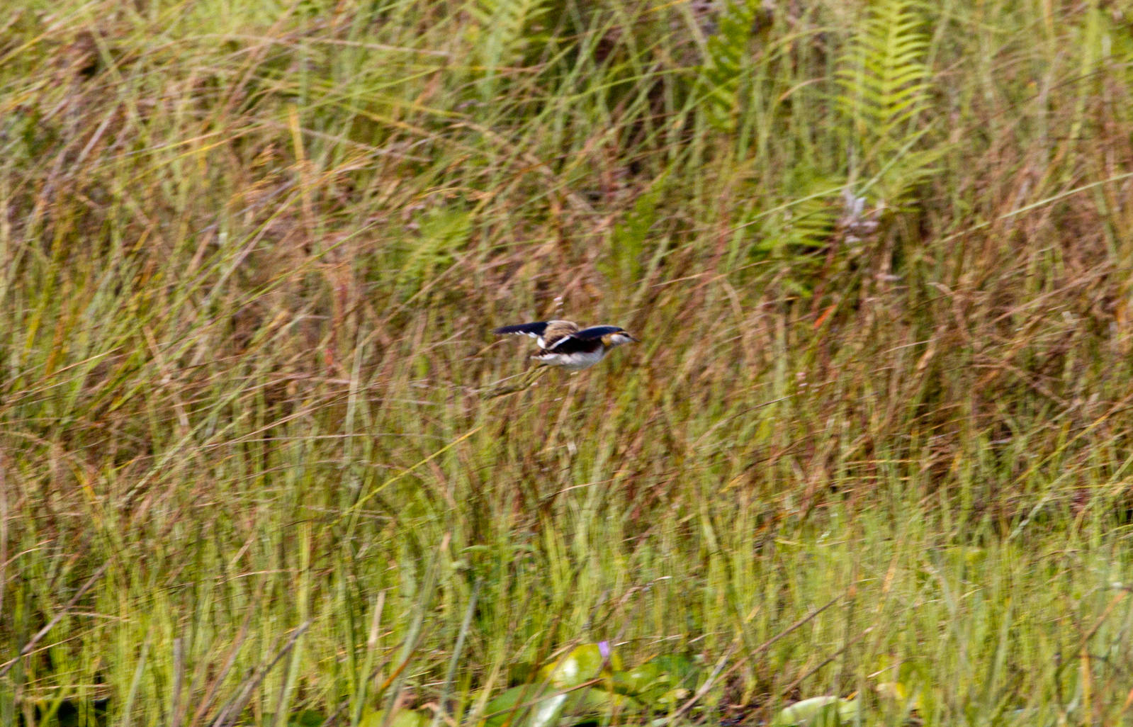 Lesser Jacana