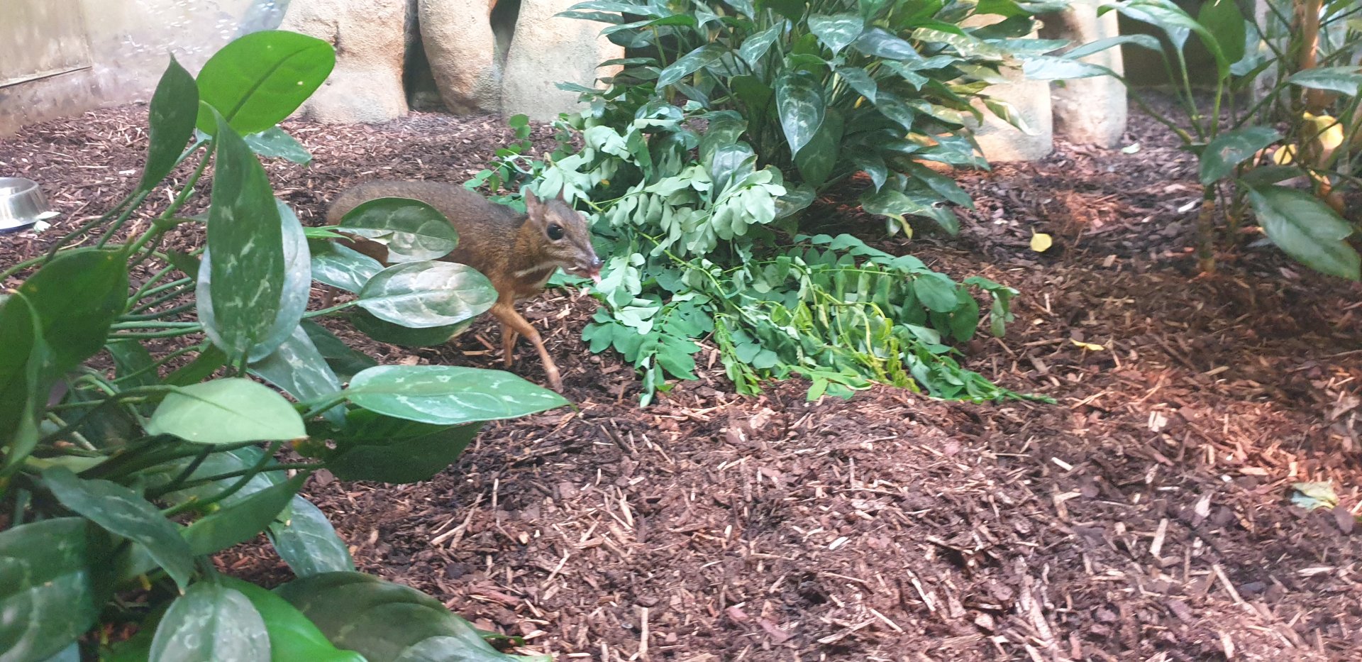 Lesser Javan Chevrotain
