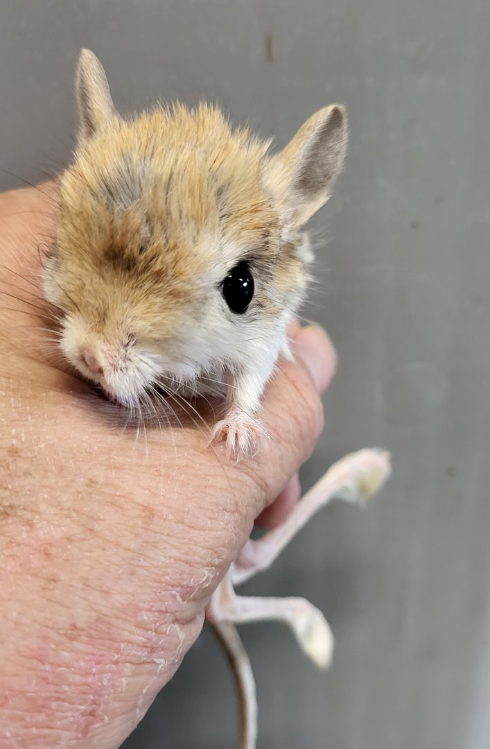 Lesser jerboa