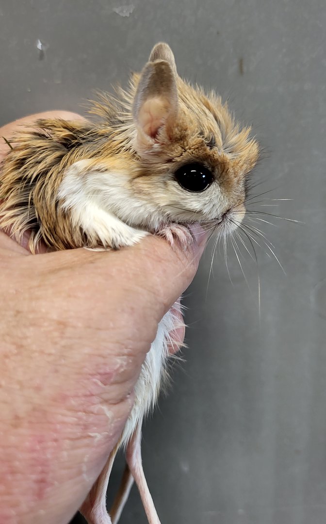 Lesser jerboa