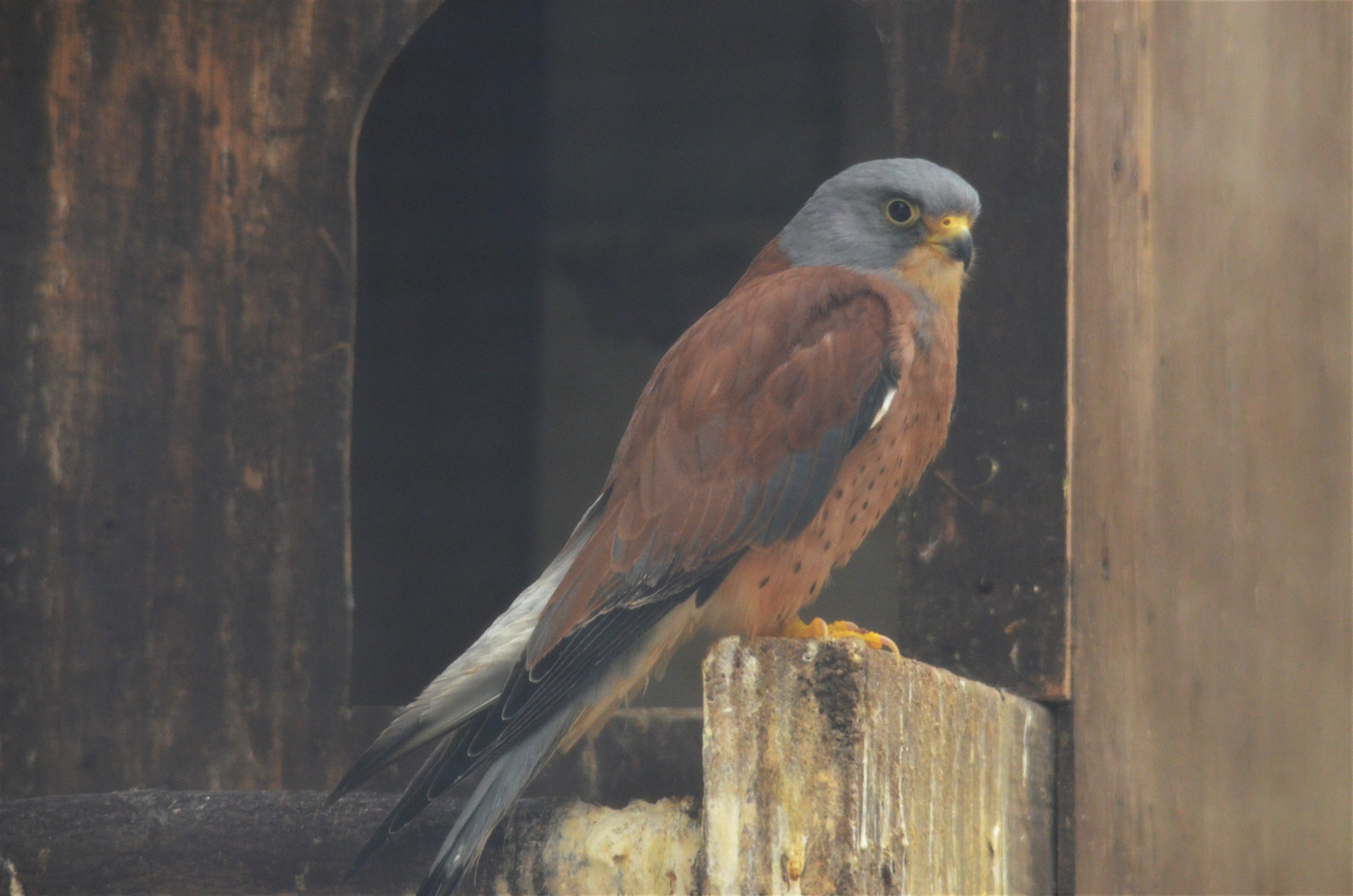 Lesser Kestrel at ICBP Newent, 07/10/17