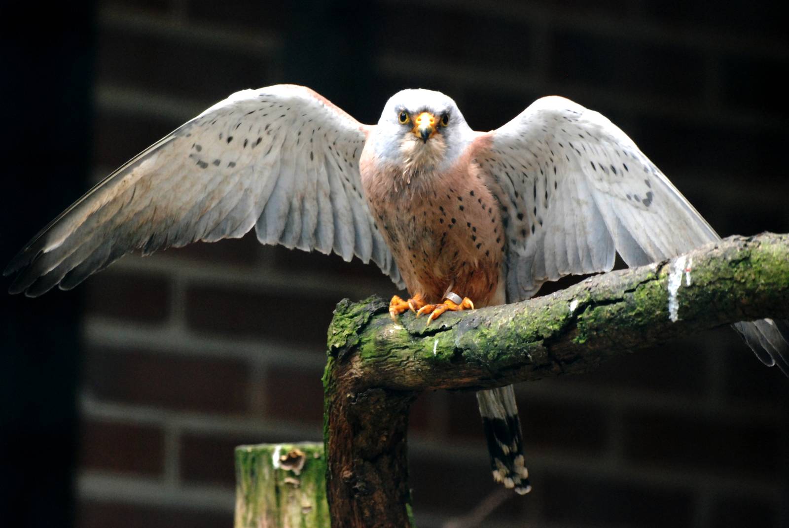 Lesser Kestrel at Walsrode, 22/03/13
