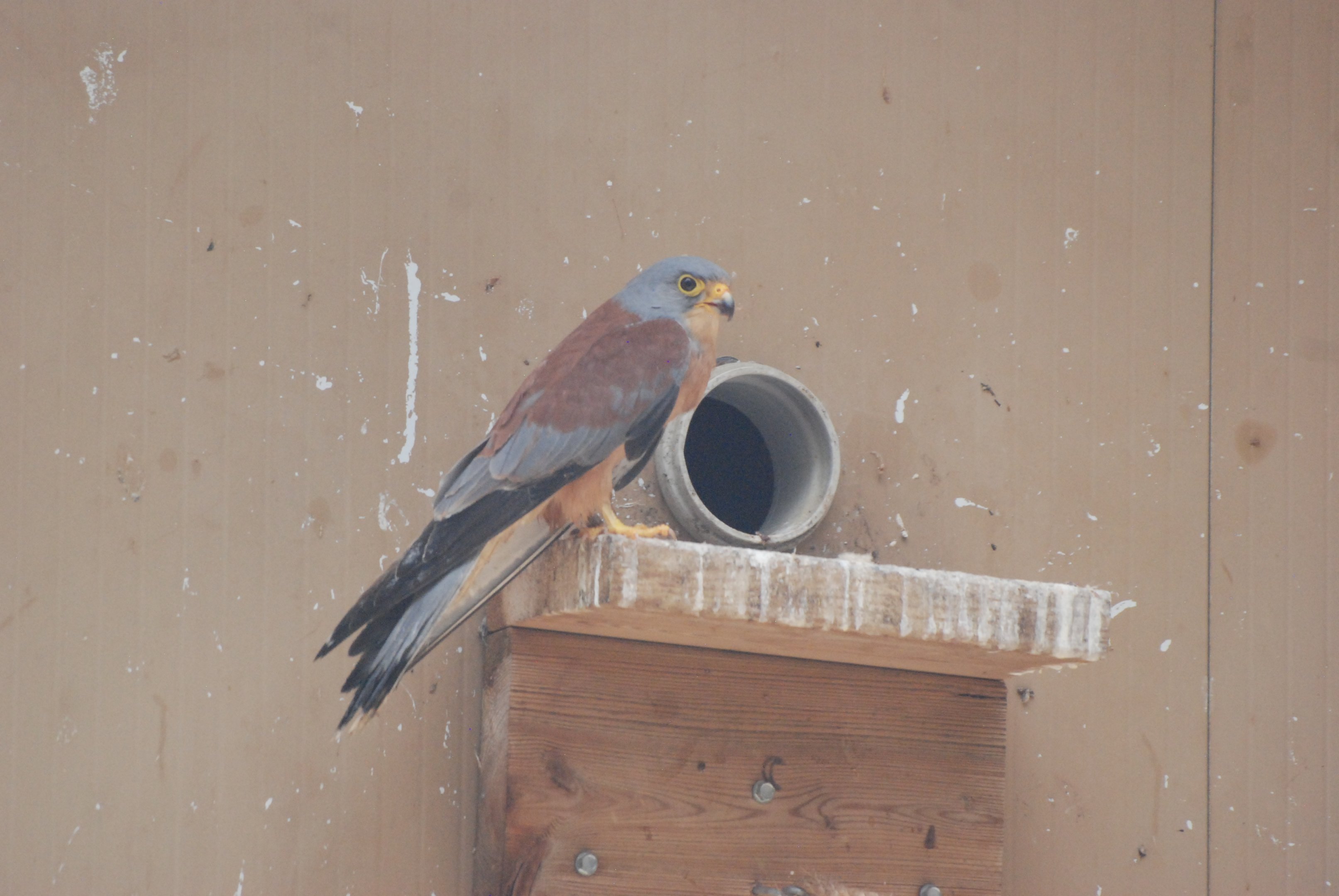 Lesser Kestrel at Zoo Aquarium de Madrid, 20th May 2022