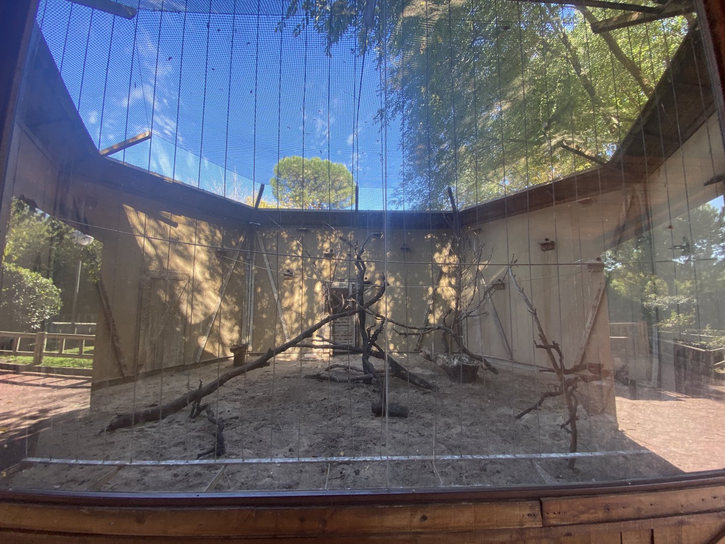 Lesser kestrel aviary