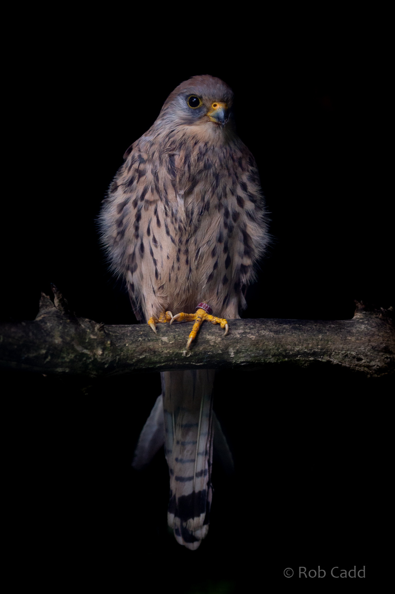 Lesser kestrel : Cotswold Falconry Centre : 04 Sep 2020