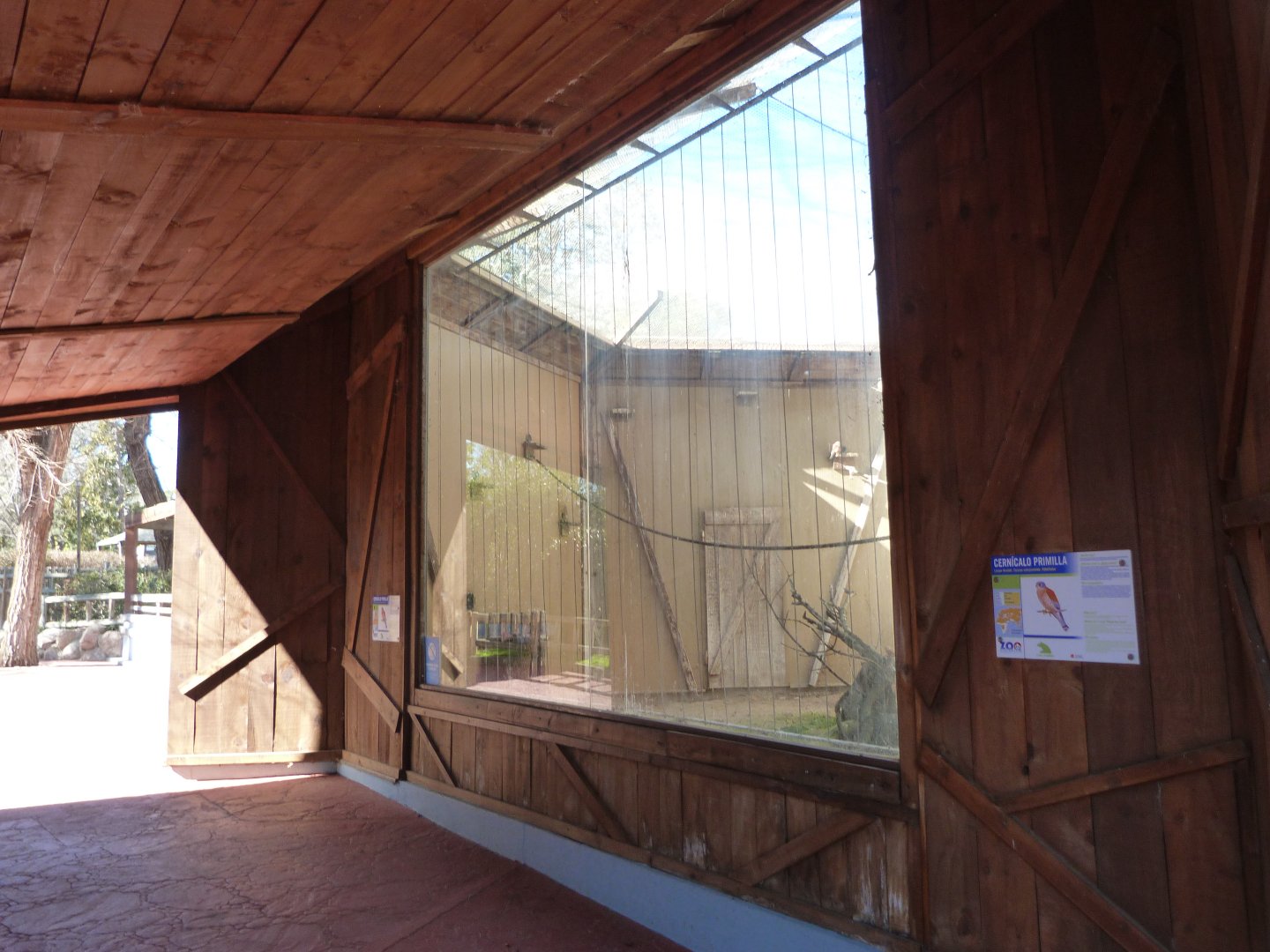 Lesser kestrel exhibit -Zoo Aquarium de Madrid (2025)