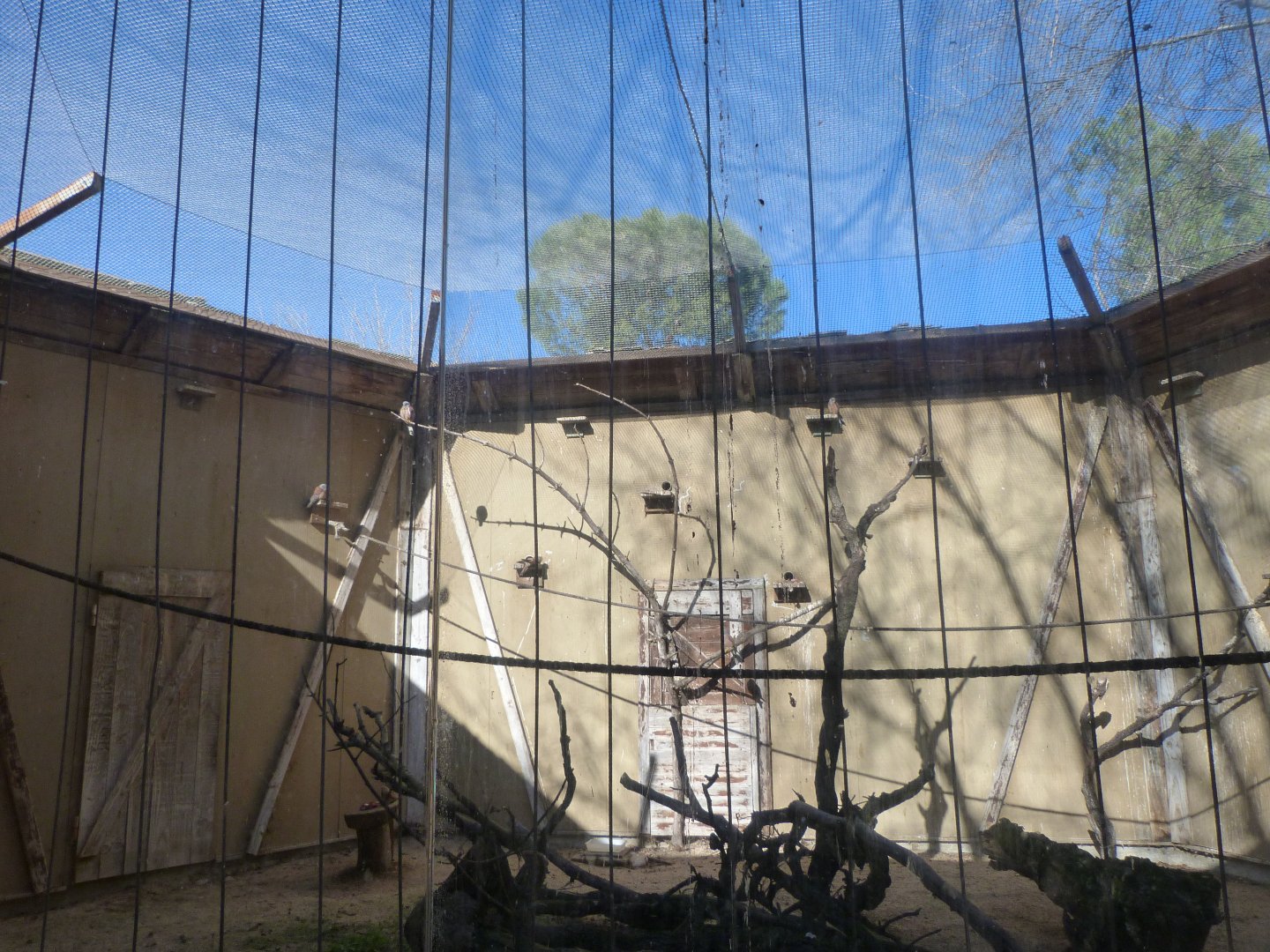 Lesser kestrel exhibit -Zoo Aquarium de Madrid (2025)