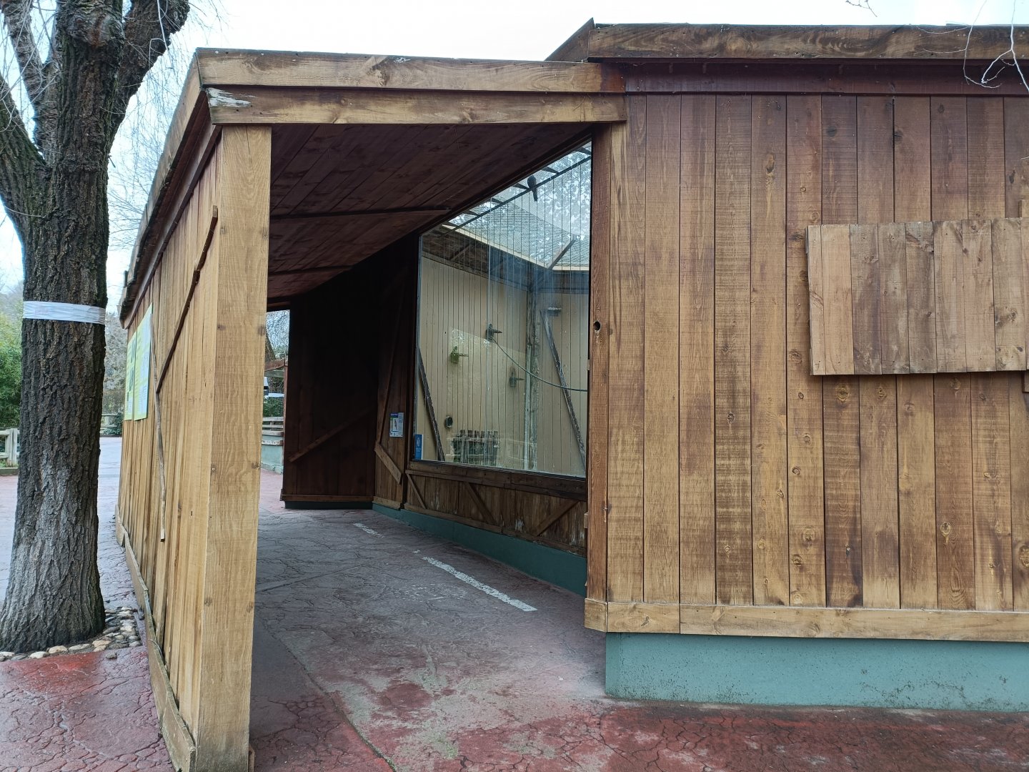 Lesser kestrel exhibit