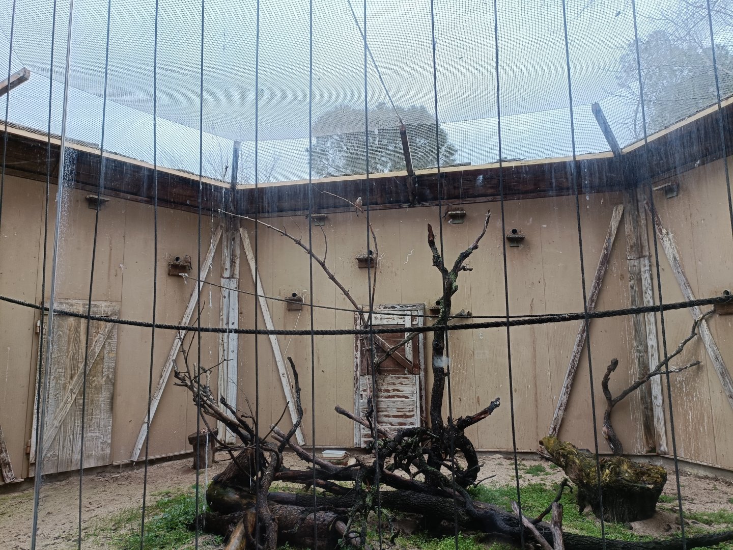 Lesser kestrel exhibit