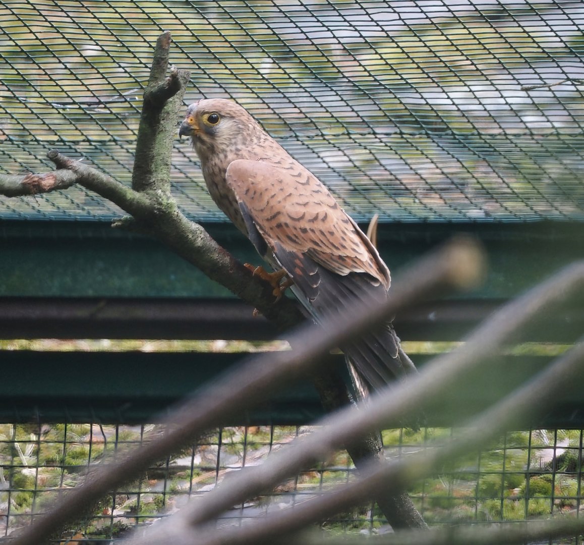 Lesser kestrel (Falco naumanni), 2024-05-23