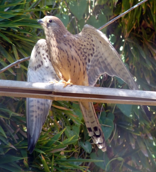 Lesser kestrel (Falco naumanni)