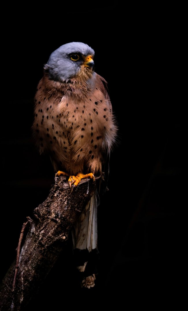 Lesser kestrel (Falco naumanni)
