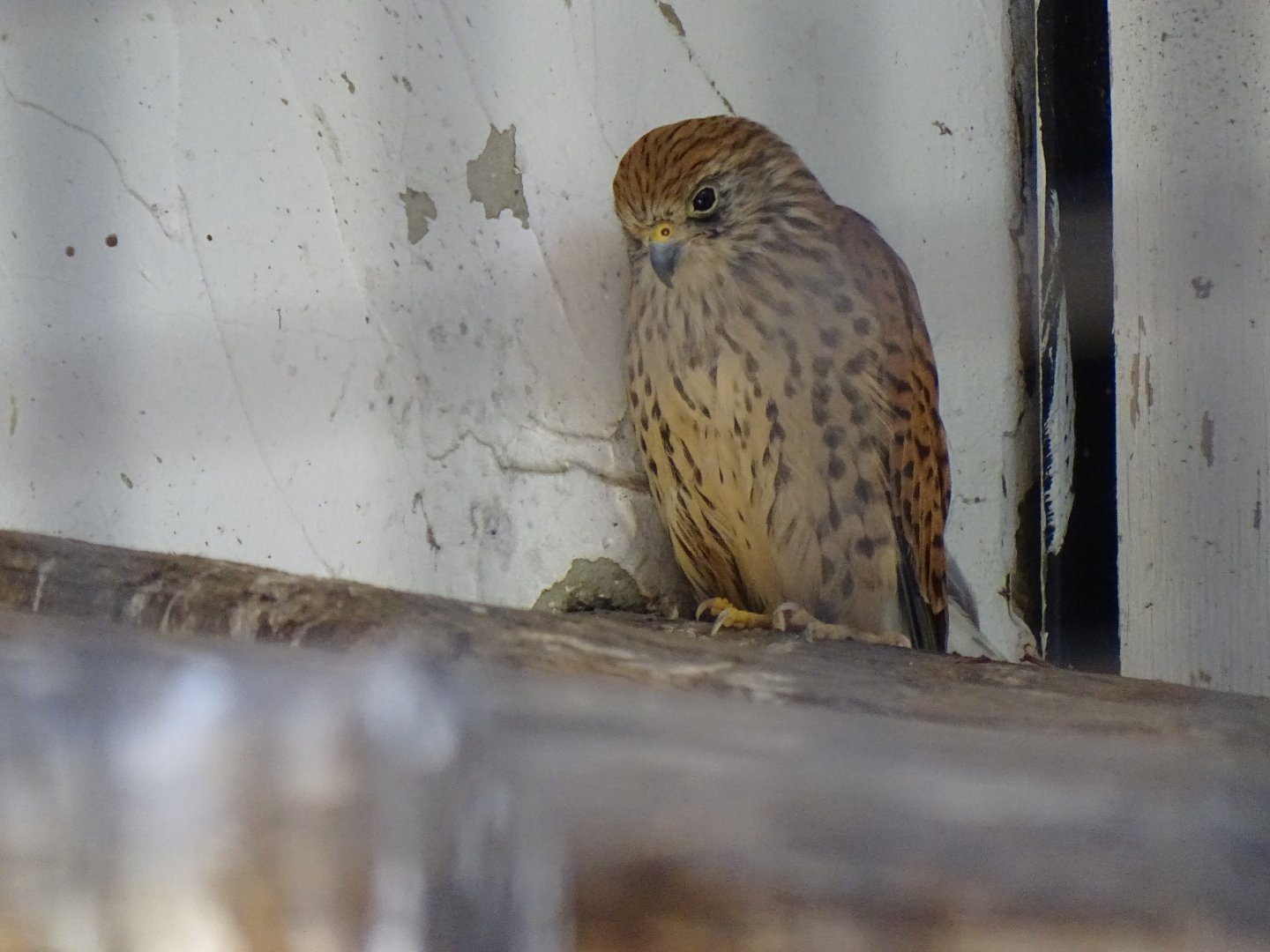 Lesser kestrel (Falco naumanni)