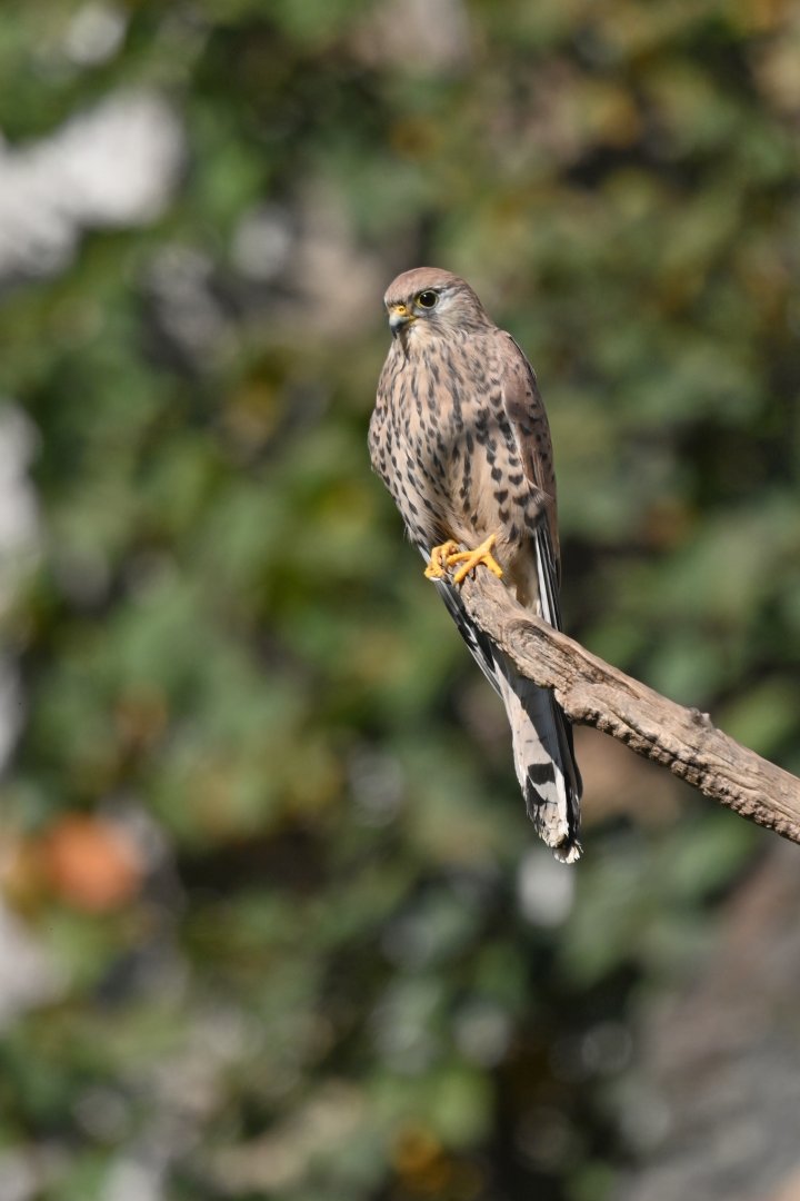 Lesser kestrel Falco naumanni
