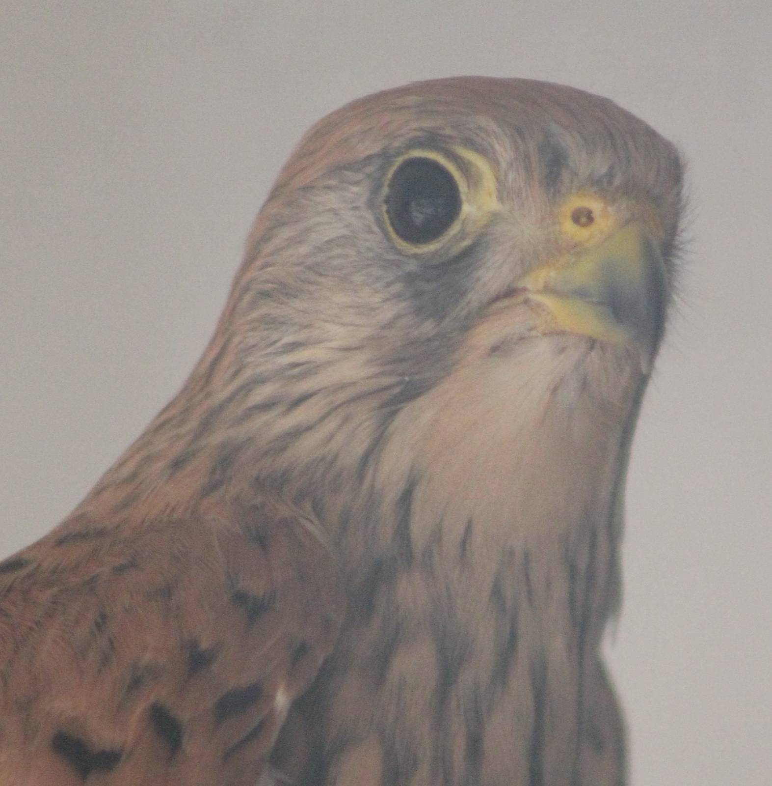 Lesser kestrel female