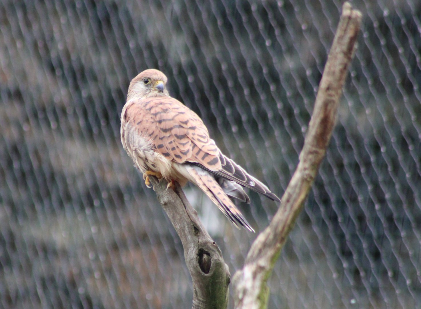 Lesser kestrel - female