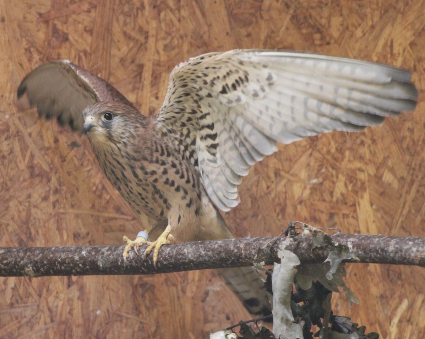 Lesser kestrel - female
