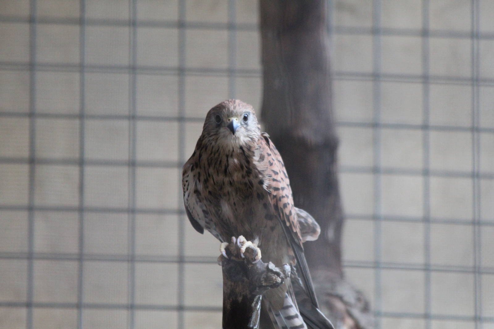 Lesser Kestrel - Jan 2014