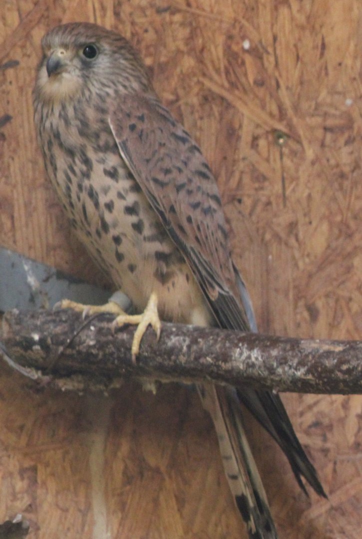 Lesser kestrel - juvenile
