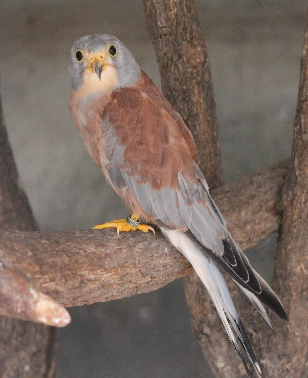 Lesser kestrel male