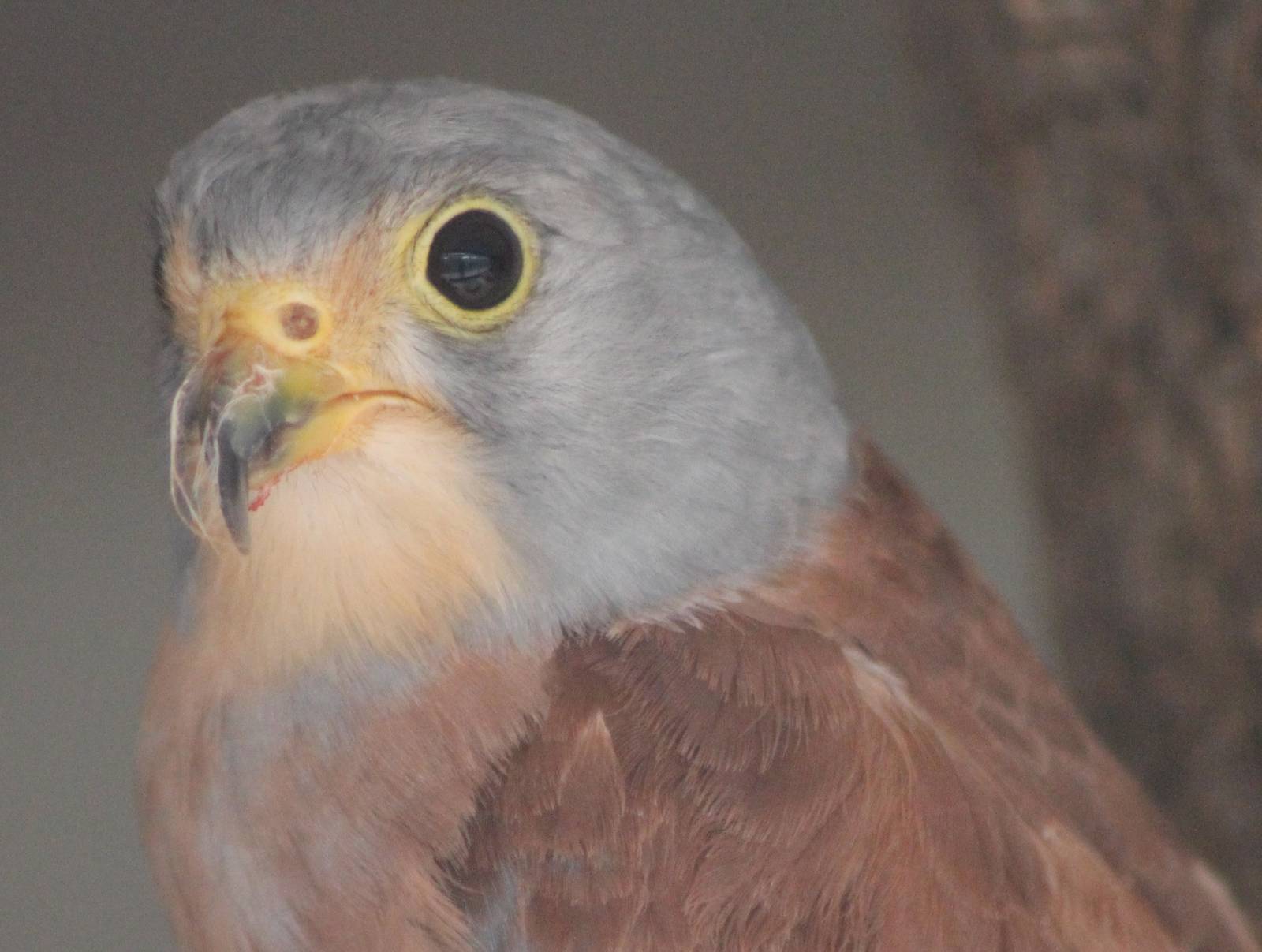 Lesser kestrel male