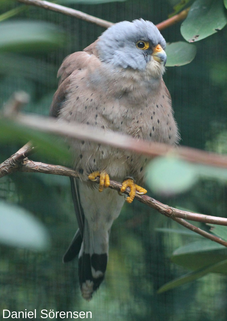 Lesser kestrel, male.