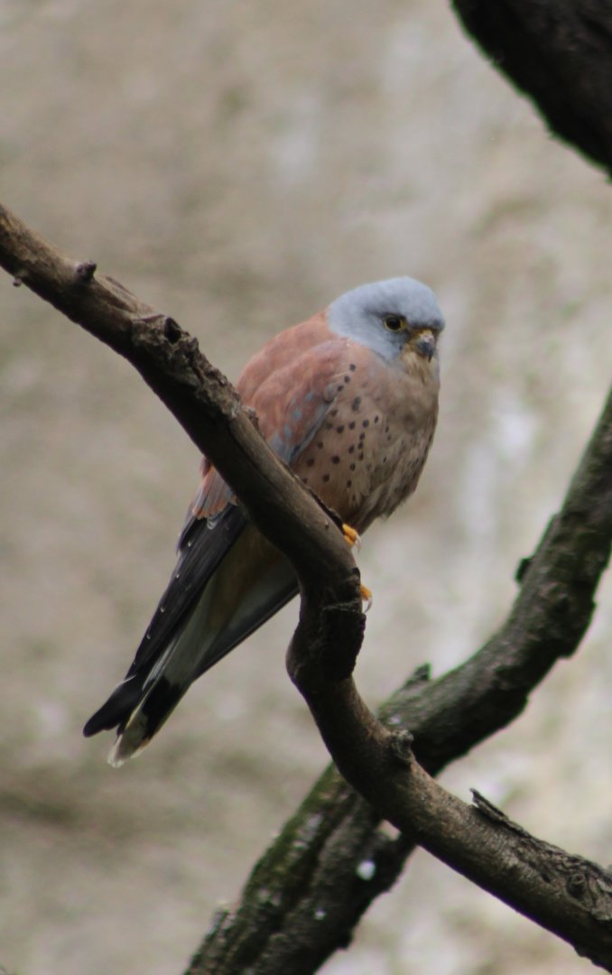 Lesser kestrel - male
