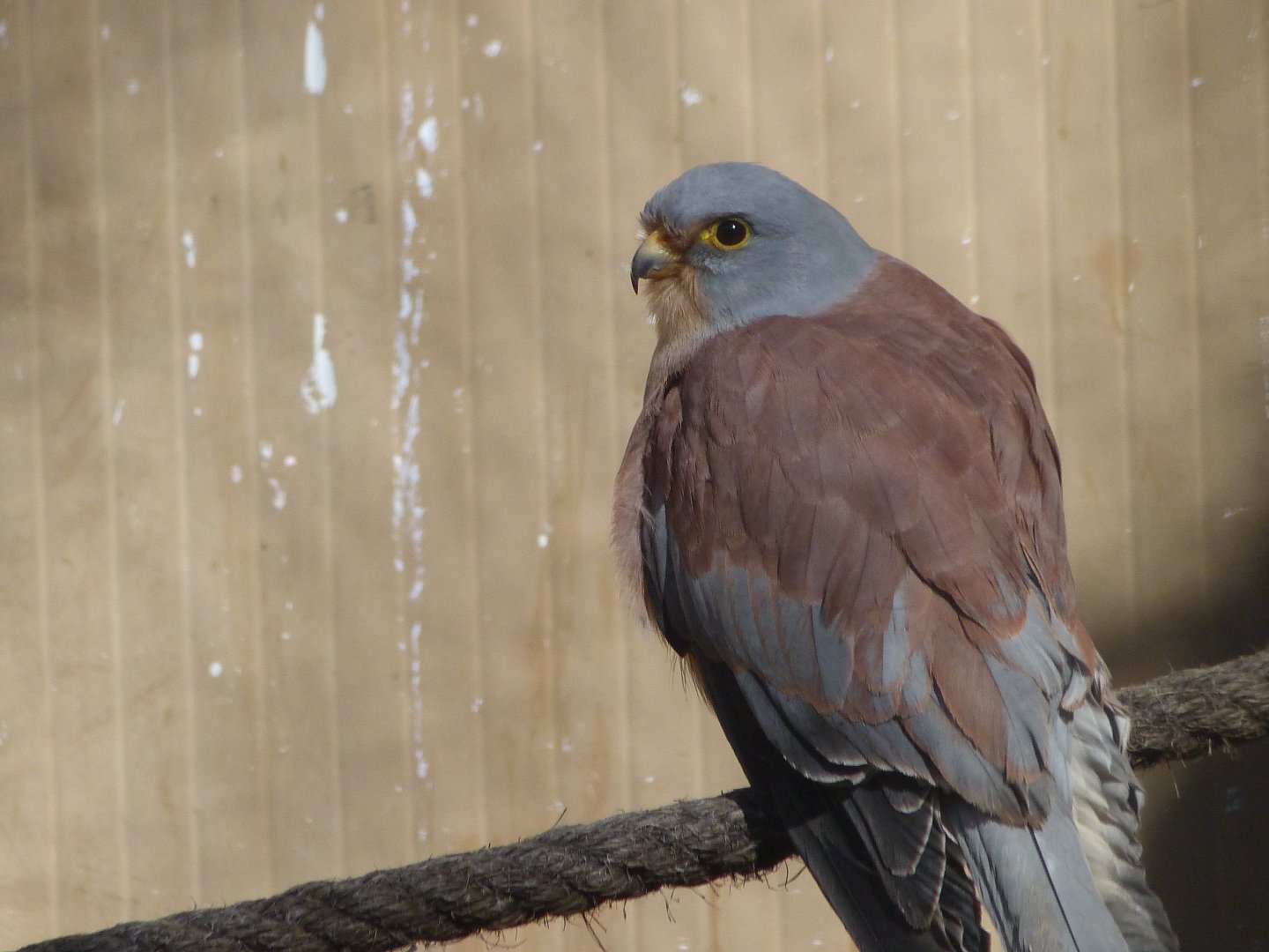 Lesser kestrel -Zoo Aquarium de Madrid (2025)