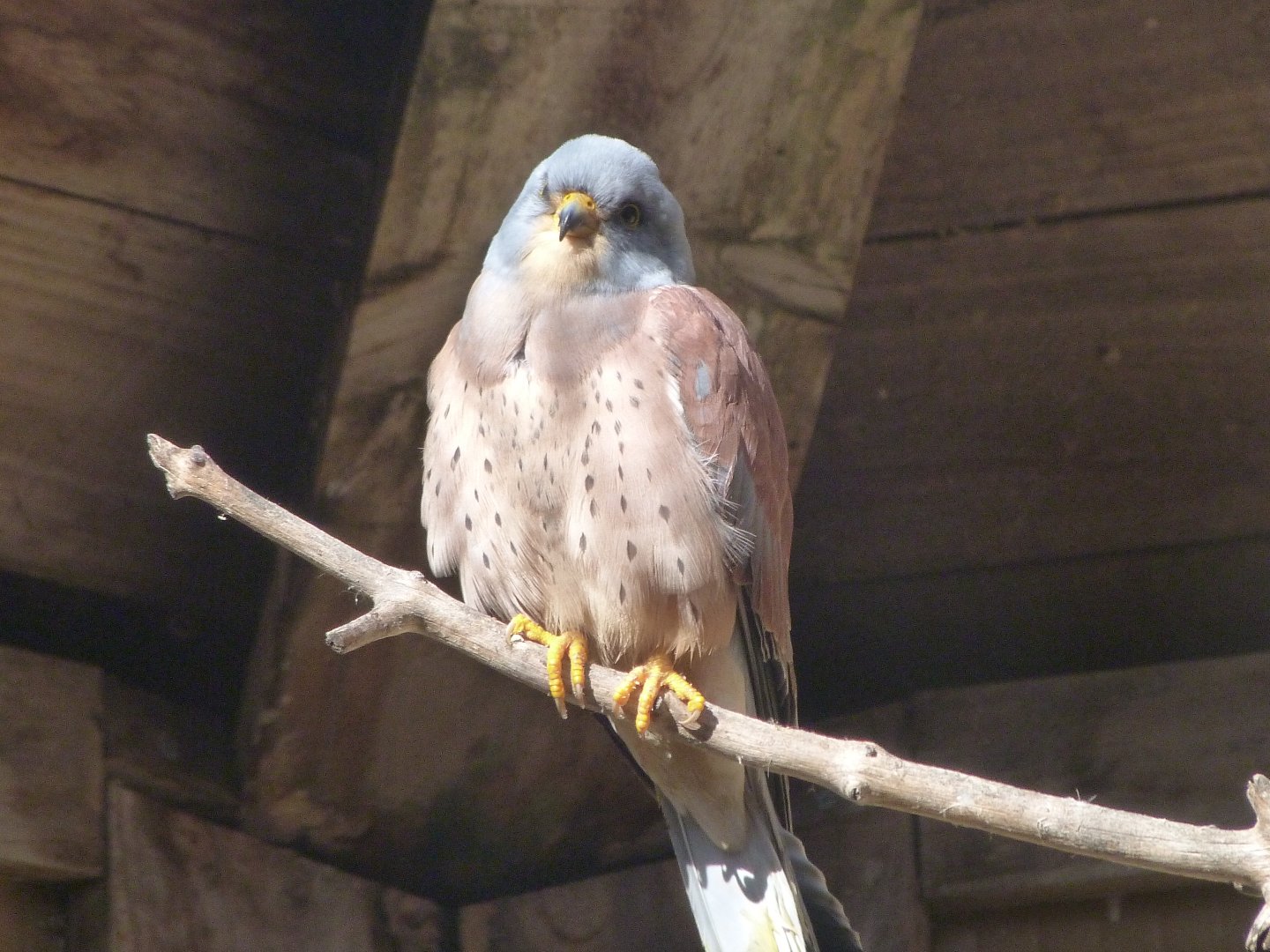 Lesser kestrel -Zoo Aquarium de Madrid (2025)