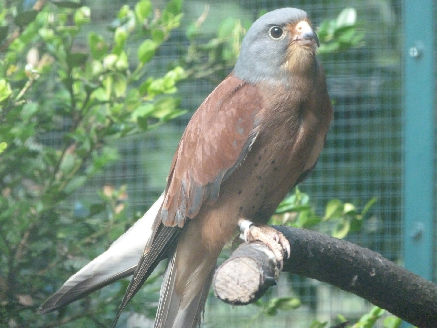 Lesser kestrel -Zoo Plzeň (2025)